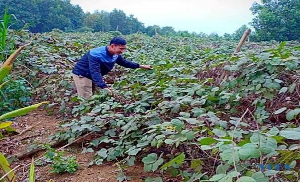 Bột sắn dây Quảng Phú trở thành sản phẩm OCOP